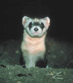 black-footed ferret emerging from burrow