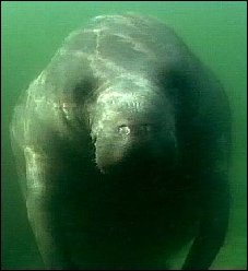 Facing a manatee